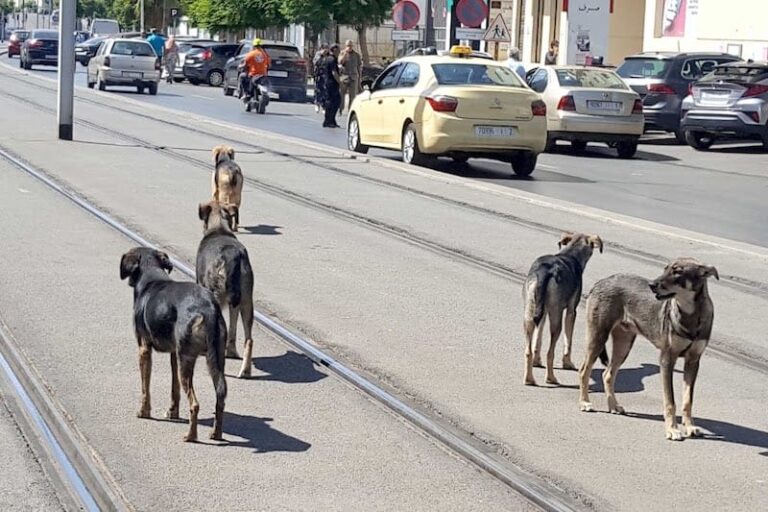 انتشار الكلاب الضالة في المغرب: تحديات وحلول مقترحة